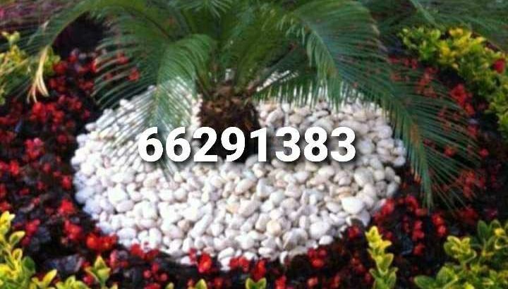 زراعة وديكور